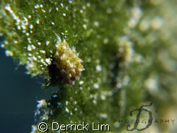 LIMAPONTIIDAE-Costasiella SP, belong to Opisthobranchs, v... by Derrick Lim 